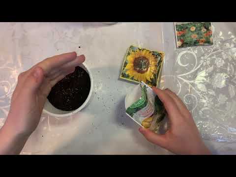 Video: Auringonkukkien istuttaminen: auringonkukansiementen istuttaminen