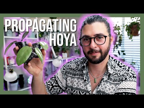 How I Propagate My Hoyas | Starting Hoyas From Cuttings