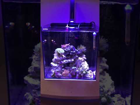 Waterbox 10 gallon cube - YouTube