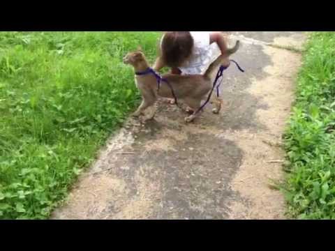 Caracal hybrid kitten - YouTube