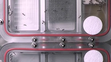 Overview: Ants in Space