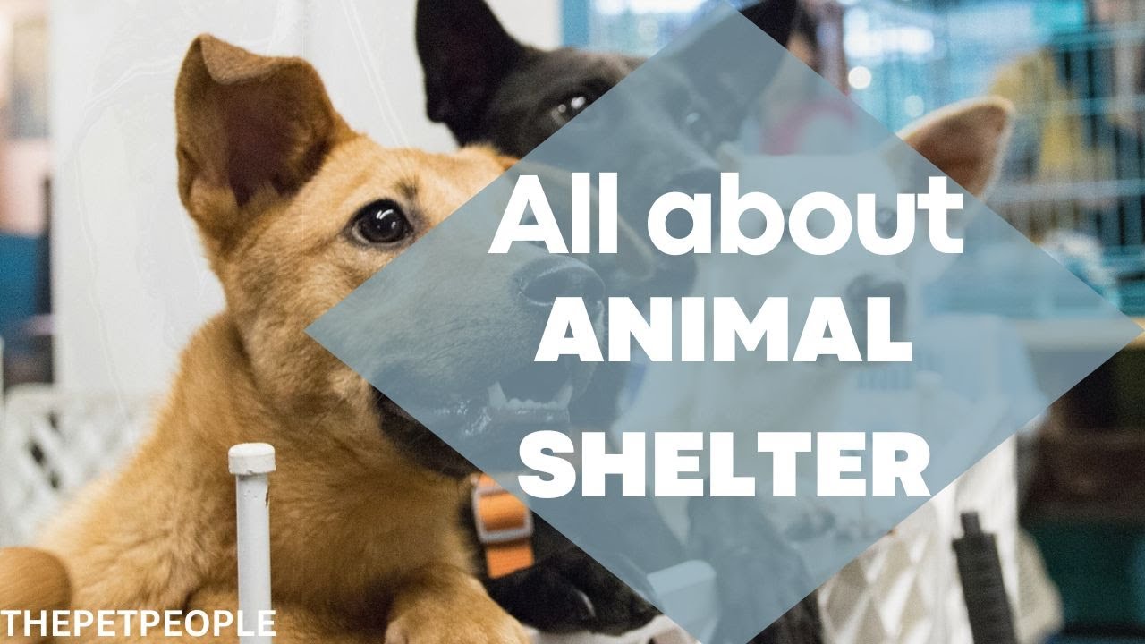 ALL ABOUT ANIMAL SHELTER(one of THE BEST OPTIONS FOR ADOPTION) - YouTube
