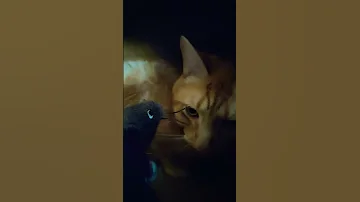 Don T Worry Everything Is Good Trendingshorts Cat Viralvideo 