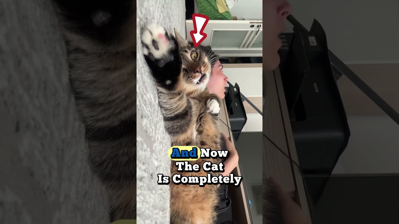 My cat passed out _ Cat therapy