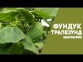 Фундук Трапезунд (Щеплений)