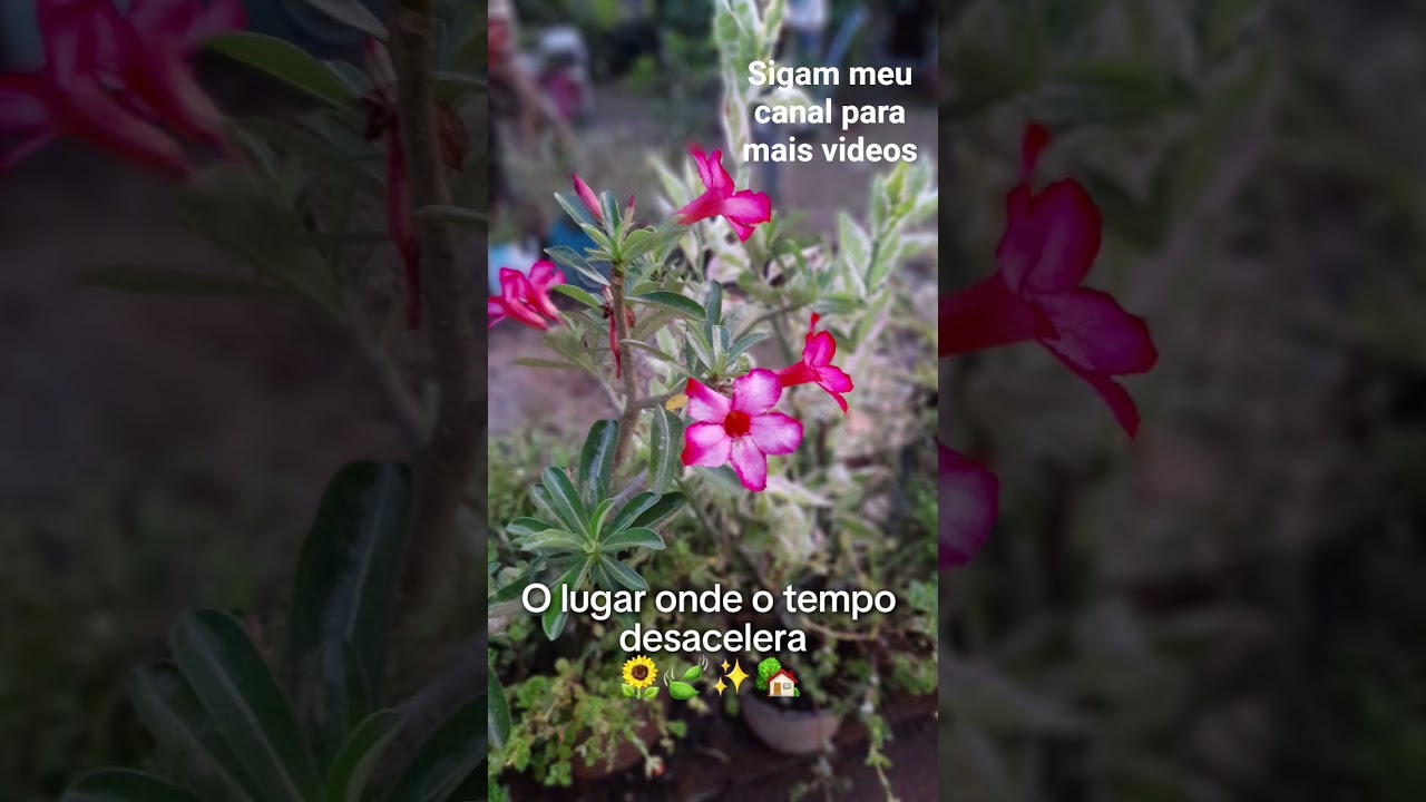 sigam meu canal para vídeos de plantas