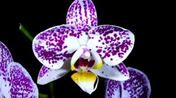 #hollogram #animation #3d #video