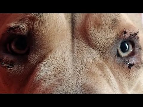 Vídeo: O que causa fezes escuras em cães?