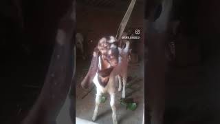 #goatfarmingloan