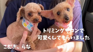 こむぎ、らなトリミングに行ってスッキリ！！(^^♪ by 5ワン1ニャン らなチャンネル 211 views 3 weeks ago 4 minutes, 53 seconds