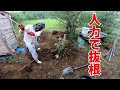 切り株を人力で抜根する方法