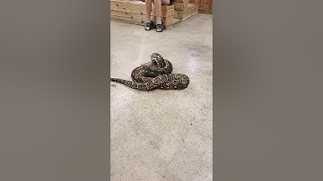Snake Eats Rat part 2