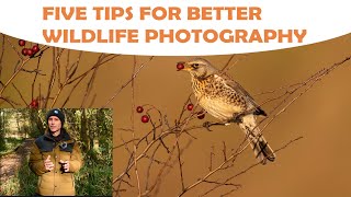 FIVE TIPS FOR BETTER WILDLIFE PHOTOGRAPHY