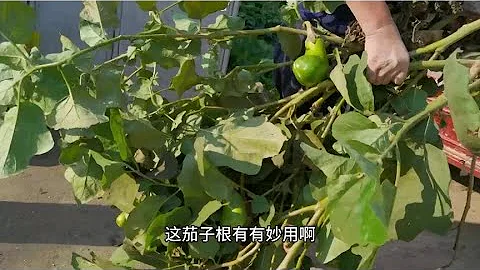 大叔種的茄子拔園了，茄子結的真多，一棵都結一百多個 - 天天要聞