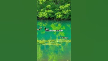 Duck Test: Trust Your Instincts - The Secret to Success