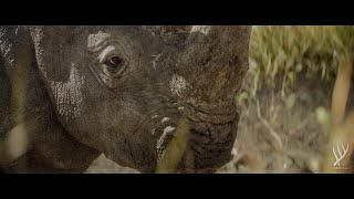 RHINO : LIFE [ 2019 ]