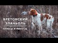 БРЕТОНСКИЙ ЭПАНЬОЛЬ. Плюсы и минусы породы эпаньоль бретон (бретонский спаниель)