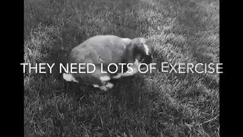 Rabbit Exercise And Play - The Basics