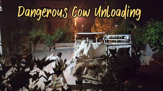 Alhumdulillah Mera Wera - Bakra Eid 2022 - Dangerous Cow Unloading 2022 - Fateh Jang Bulls 2022