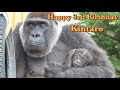 ぼく3歳になりました！キンタロウ誕生日おめでとう！⭐️ゴリラ Gorilla【京都市動物園】Happy Birthday!  Today is Kintaro's third birthday.