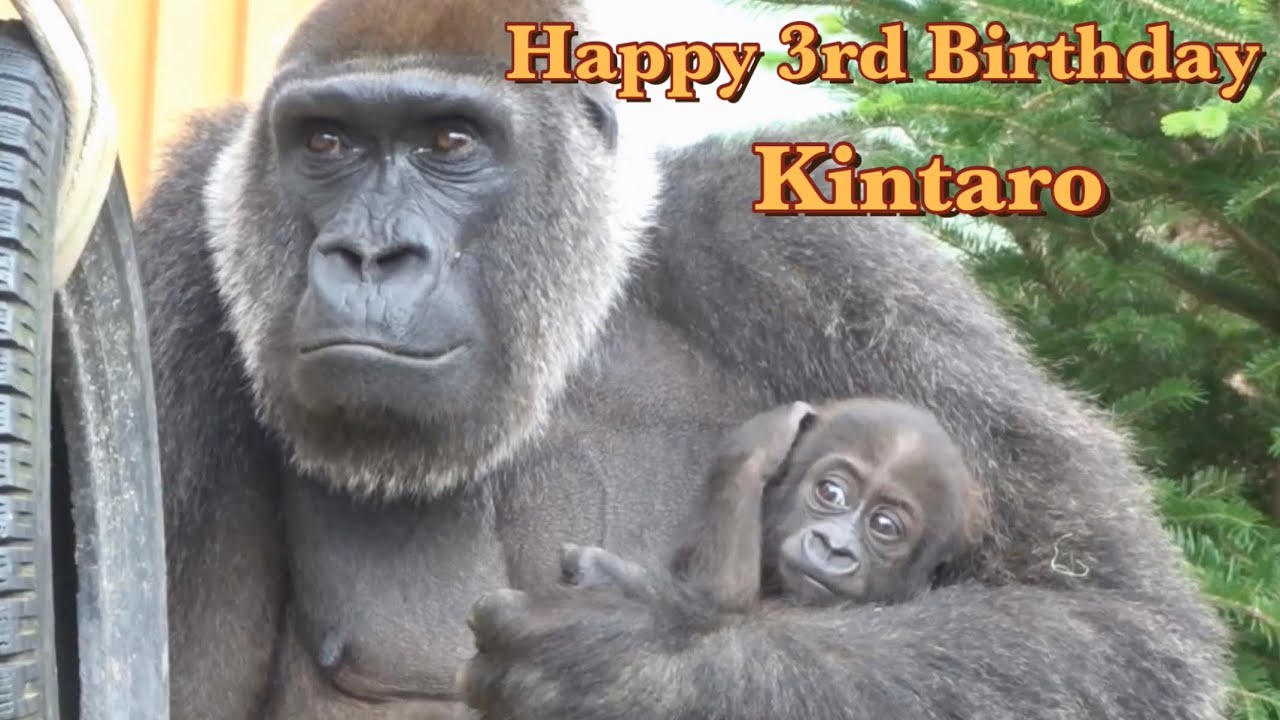 ぼく3歳になりました！キンタロウ誕生日おめでとう！⭐️ゴリラ Gorilla【京都市動物園】Happy Birthday!  Today is Kintaro's third birthday.