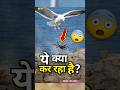 ये पक्षी केकड़े को ज़िंदा क्यों गिराता है? 😳 | #facts