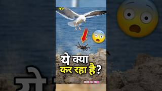 ये पक्षी केकड़े को ज़िंदा क्यों गिराता है? 😳 | #facts