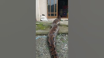 con Trăn dài nhất thế giới