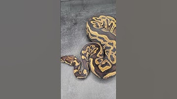 Available Amazing Female Hurricane Leopard 100% Het Clown Ball Python