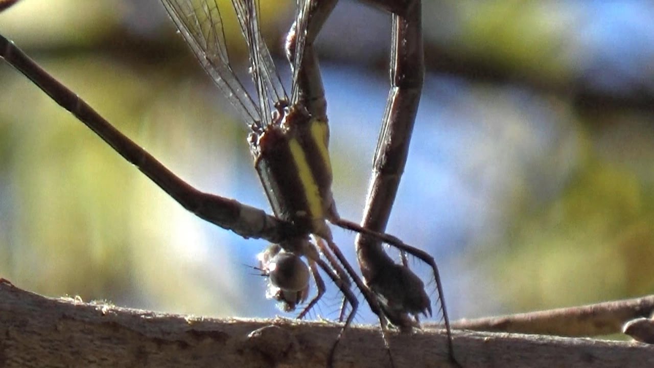 Great Spreadwing Damselfly Ovipositing in Tandem (Archilestes grandis)