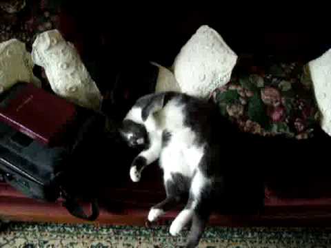 Twitching Cat the official video by Ken Schumaker