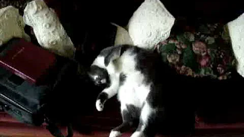 Twitching Cat the official video by Ken Schumaker