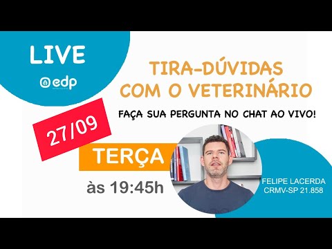 Vídeo: Estudo sugere deixar cães dormir na cama é bom para quem sofre de dor crônica