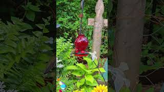Another visit from my garden fairy 🧚🏾♀️ #hummingbird #birdwatching #birdwatcher