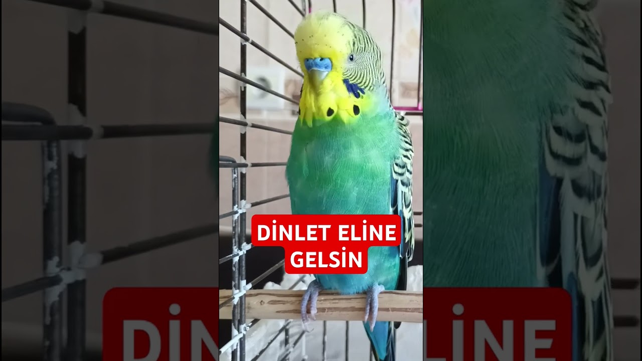 Muhabbet kuşu alıştırma Sesi #muhabbetkuşufıstık #birds #muhabbetkuslari #muhabbetkuşu #parrot