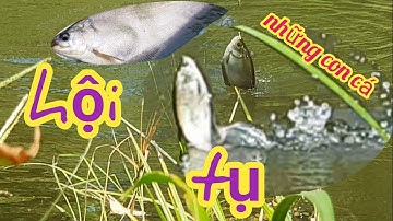 câu đúng điểm cá thác lác làm ổ /kỷ niệm câu cá/18/3/2023