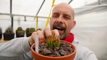 Jak odstranit kvetoucí orchidej?