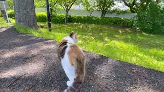 確認するみぃ〜ちゃん…。#cat by げんむ〜の正直しんどい。　GenTube 61 views 3 days ago 2 minutes, 31 seconds