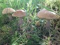 Как вырастить много грибов на вашем дачном  участке. Сентябрь 2017. How to grow lots of mushrooms