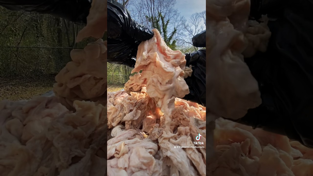 Fresh kill warm hog intestines make the Chitlins or USDA manufactured