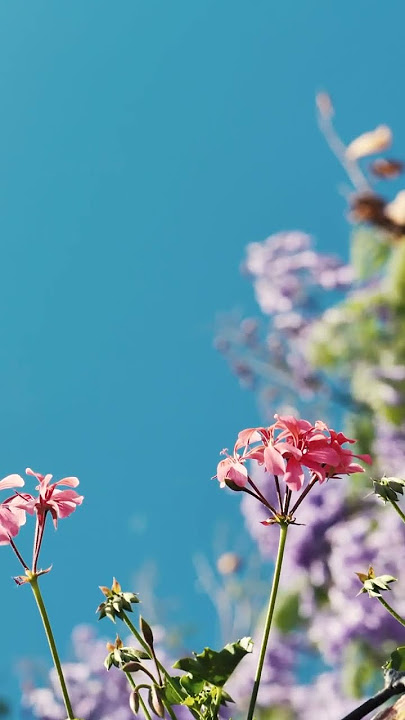 Small pink flower!!