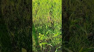 Download Lagu rumput liar di tanaman jagung #farming #peranijagung #antigulma #sawah #obatrumput MP3