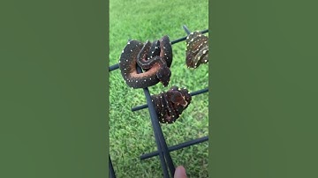 Introducing the three darkest baby green tree pythons on the planet! #snakes #education