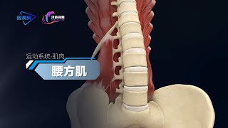 【人體的奧祕 - 腰方肌】The Human Body's Mysteries - The Iliopsoas Muscle