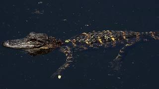 Young Gator Hortons Pond, Jekyll Island Ga