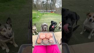 feeding my 4 dogs RAW MEAT PATTIES 🥩😱