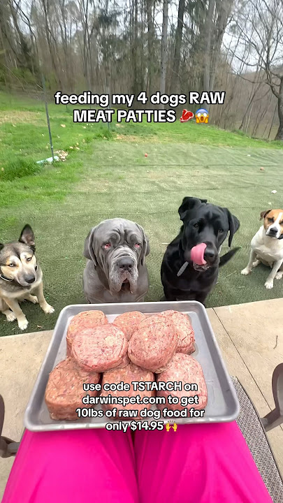 feeding my 4 dogs RAW MEAT PATTIES 🥩😱