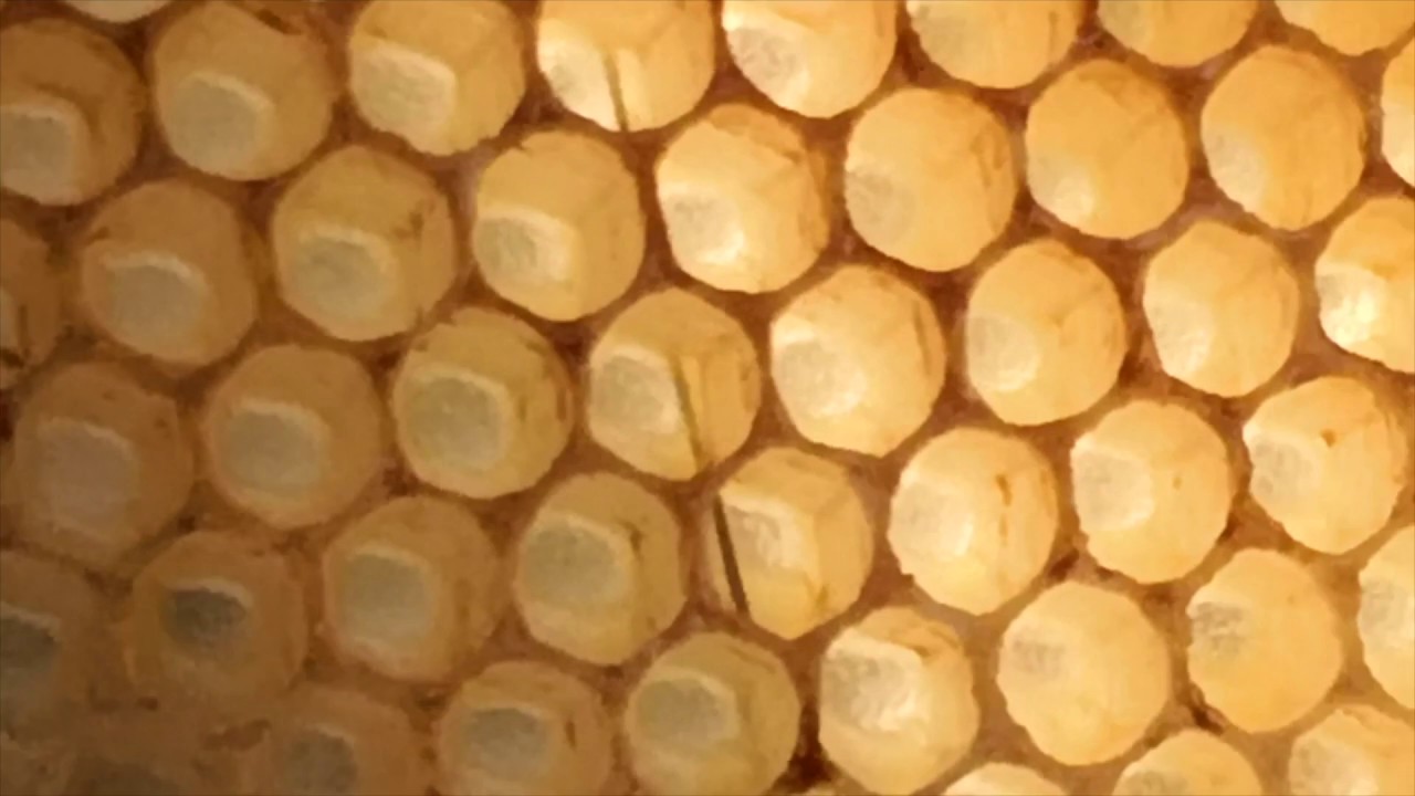 introduction des céllules à 10 jours