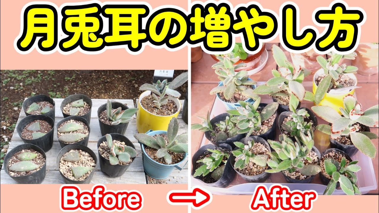How to Propagate Panda Plant: Success with Division, Leaf Cuttings