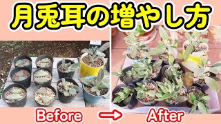 How to Propagate Panda Plant: Success with Division, Leaf Cuttings